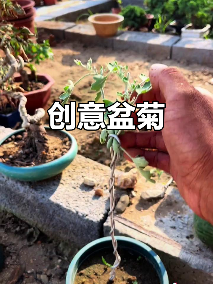 菊花造型升级,打造独特盆景,展现别致美感