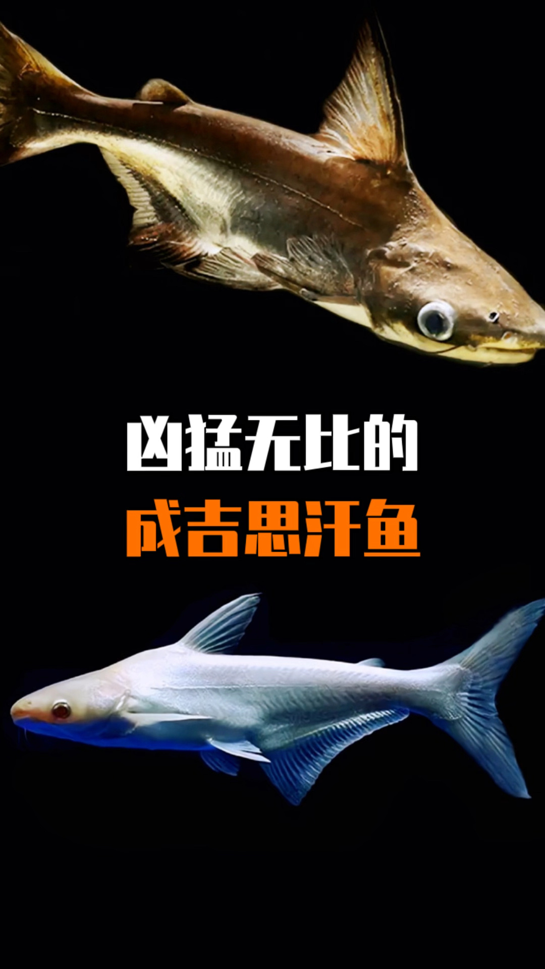 凶猛无比的成吉思汗鱼