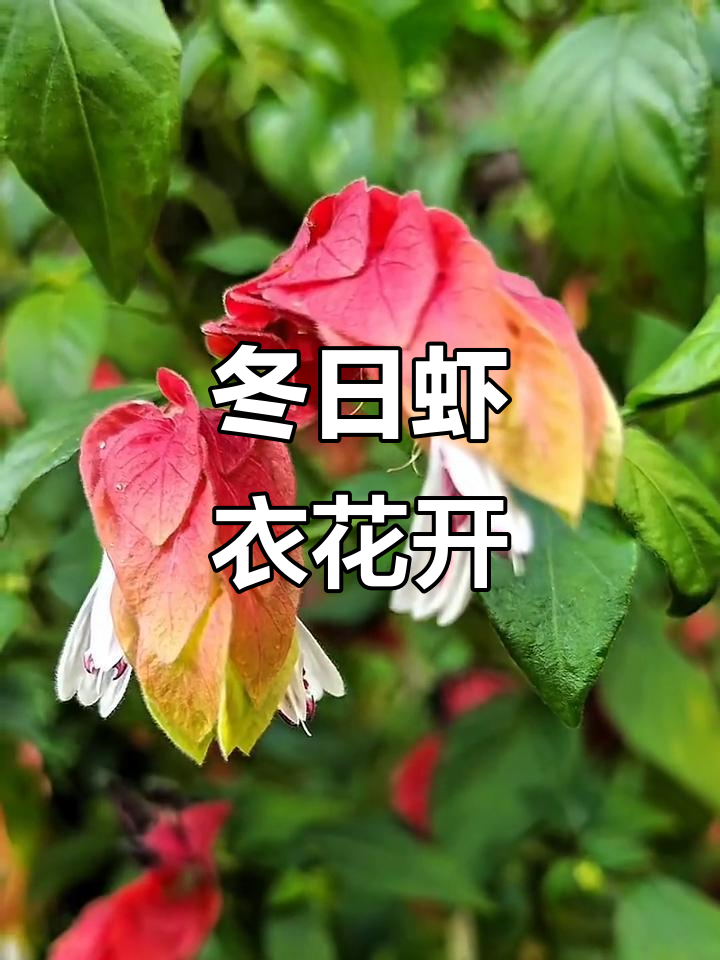 昆明冬季虾衣花盛开,像龙虾一样的奇特花朵