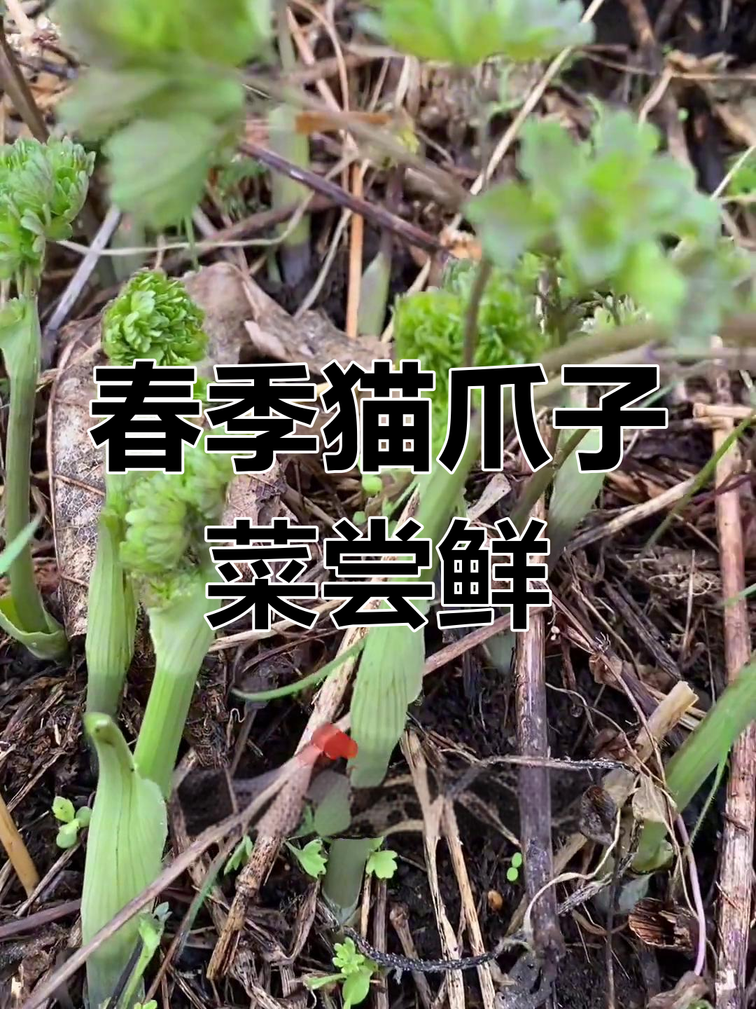 东北珍贵山野菜,猫爪子菜的春天美味