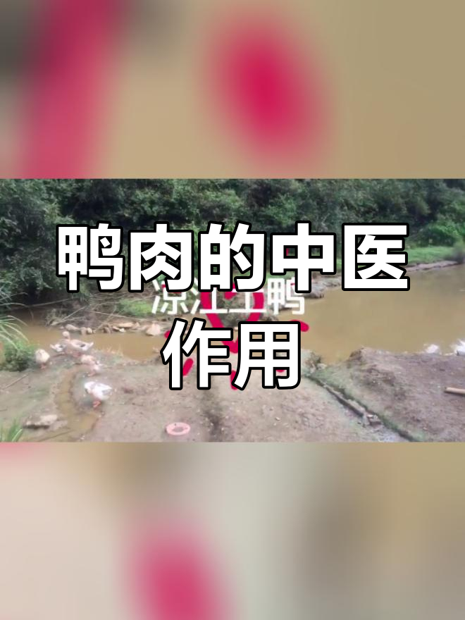 中医解析鸭肉功效:润肺养胃、消肿止咳