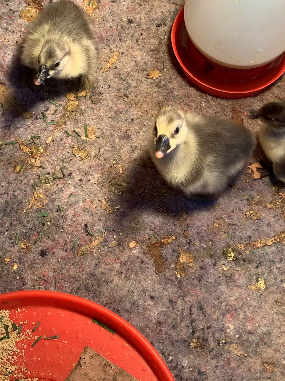 番鸭孵化三十七天了没有出来的基本没有用了