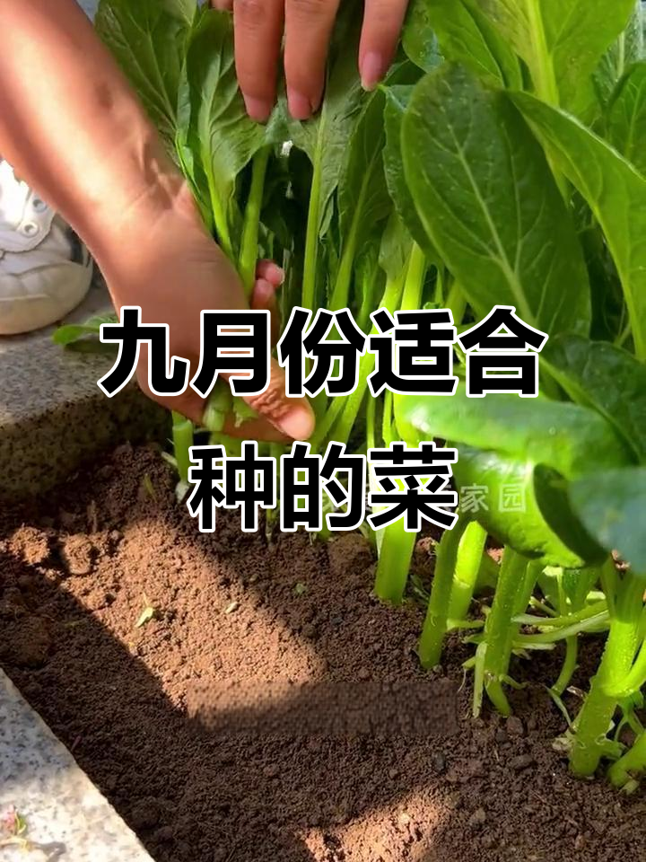 9月种菜指南:这些蔬菜最适合本月秋季播种