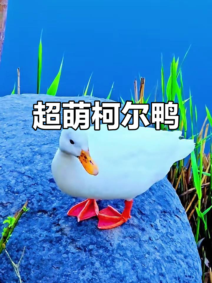 呆萌柯尔鸭,聪明又可爱,网红小鸭子来啦