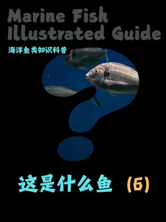 盘点20万种奇特的海洋生物,第7期