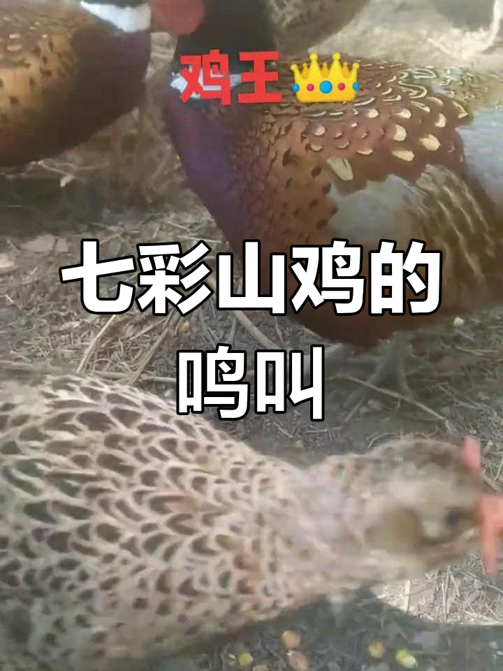 山鸡叫声大揭秘