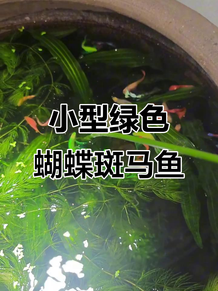 翡翠蝶翼斑马鱼：美丽又易养的淡水观赏鱼