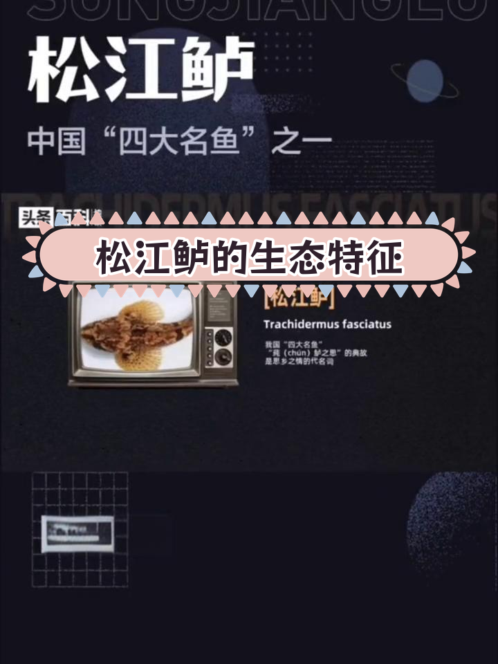 松江鲈:四大名鱼之一