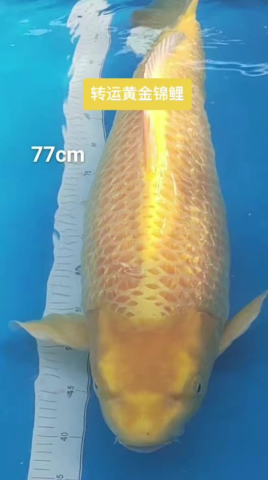 创作灵感 见锦鲤者发发发 祝愿刷到视频的朋友都能发大财 见者好运见者发财 转运黄金锦鲤