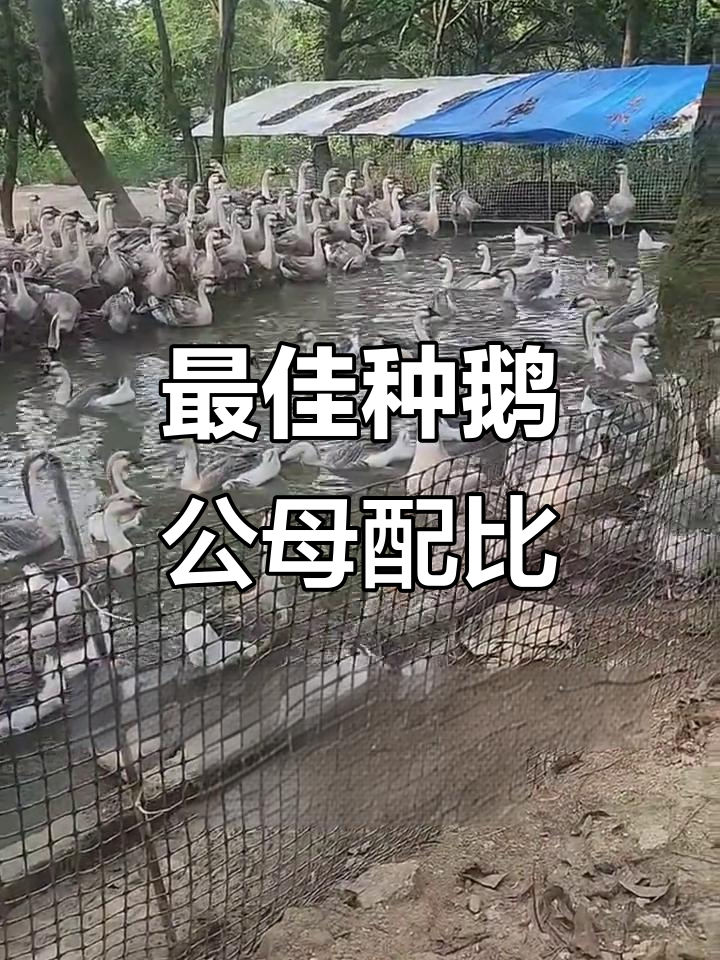 种鹅公母比例如何搭配最合适?提高受精率的关键技巧