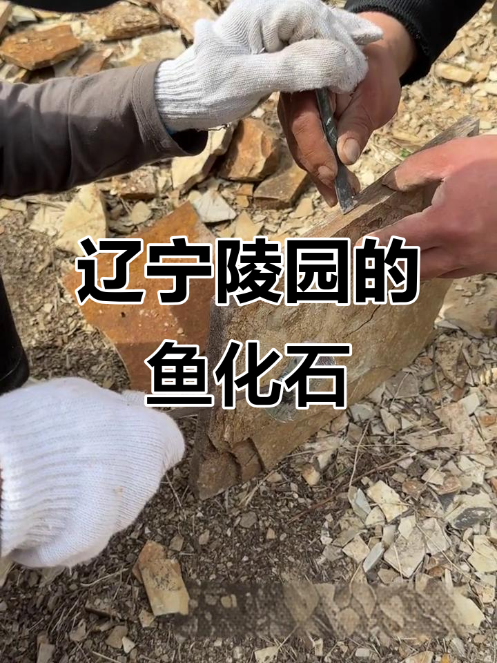 辽宁陵园发现完整鱼化石,竟然是这样形成的!