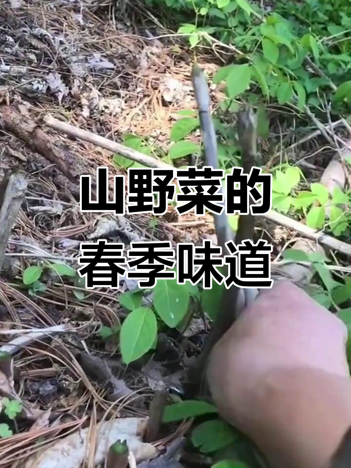 春天山野菜美味来袭,龙须菜炒肉包饺子超好吃