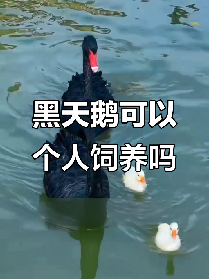 黑天鹅能家养吗？了解它们的习性与养殖技巧