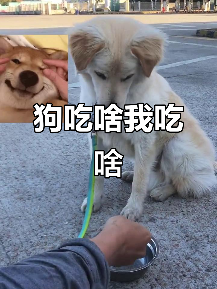 狗狗也尝番茄薯片，结果竟然这样！
