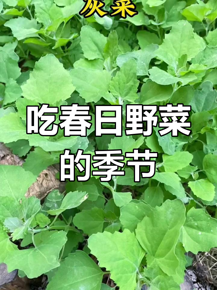 春季野菜大赏,河北人尝鲜