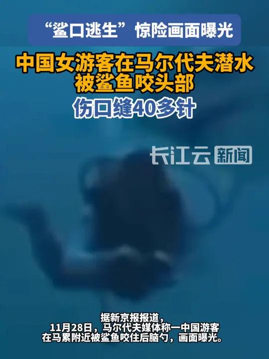 中国游客在马尔代夫潜水遭鲨鱼咬头,画面曝光 马尔代夫 潜水 鲨鱼