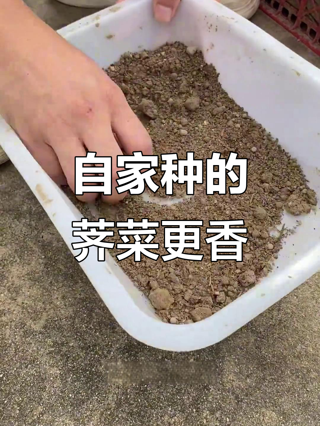 荠菜育苗技巧,轻松种出美味野菜