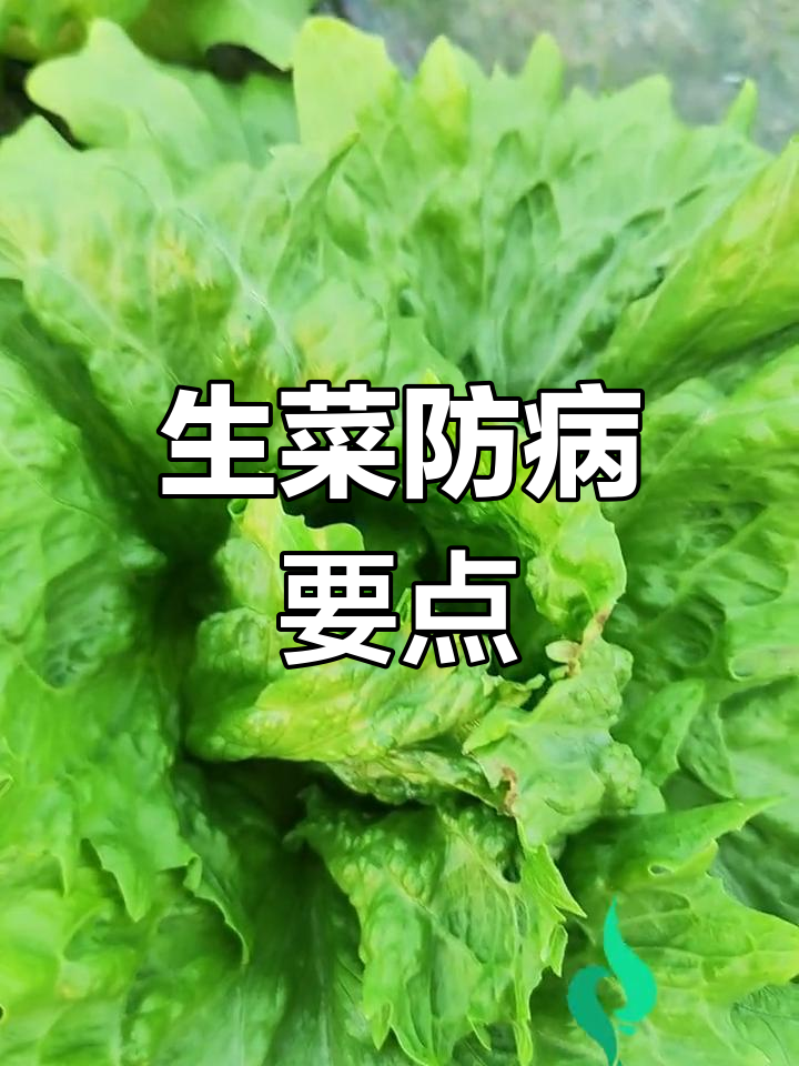 生菜病害增多,提前预防措施