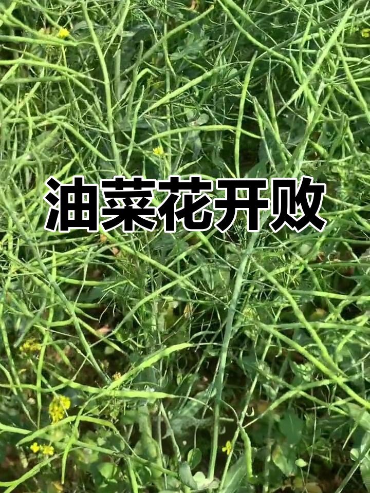 封闭十天后,油菜花已谢,只能展示基地里的花了