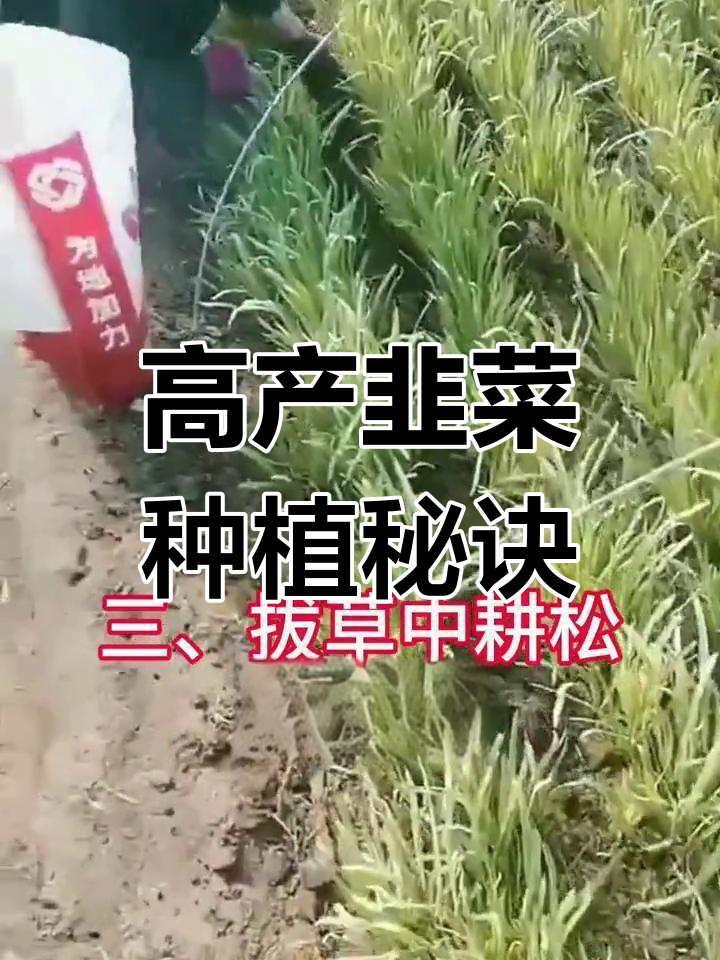 韭菜高产栽培技巧:移栽后管理全攻略