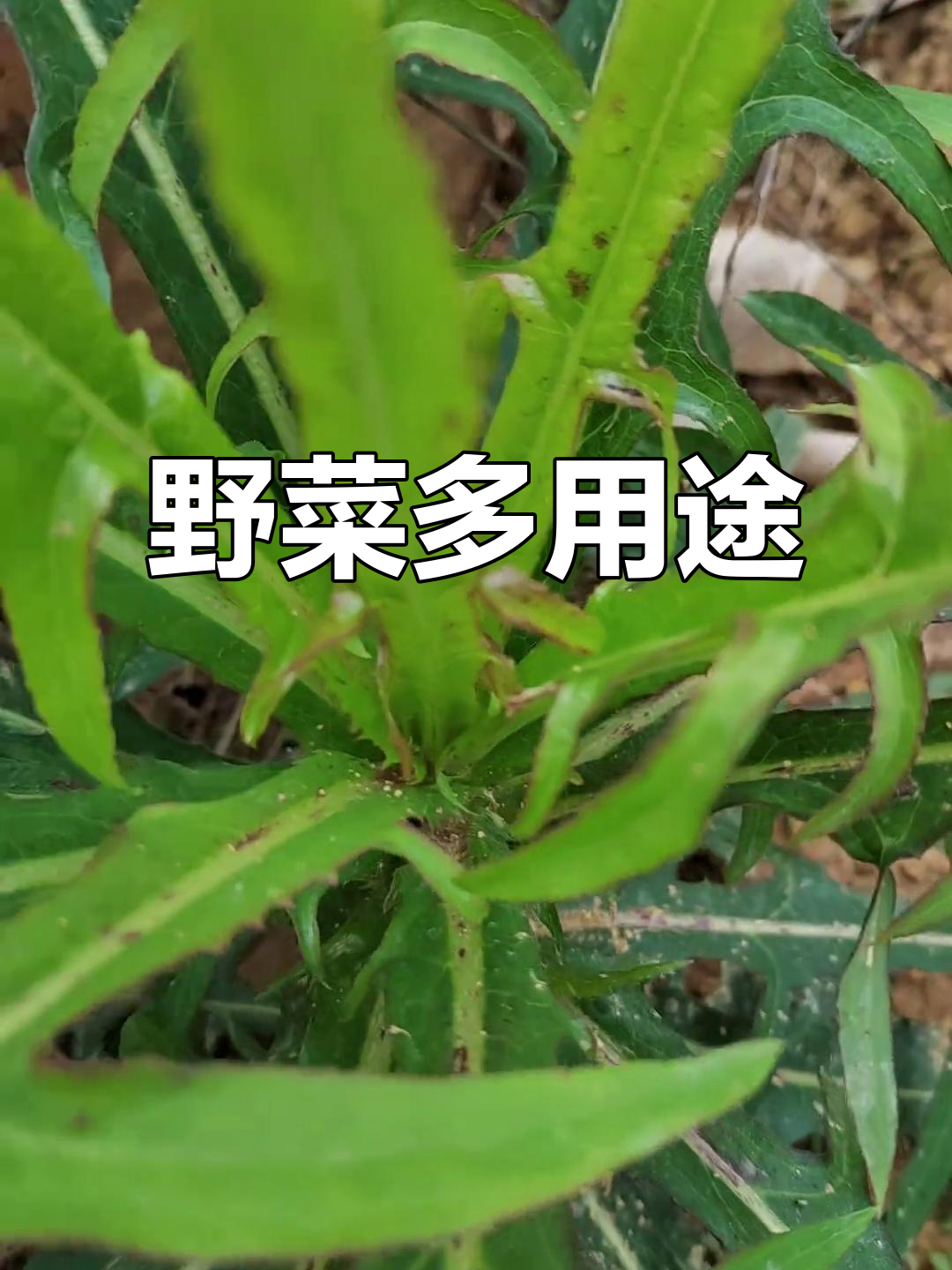 野生植物大揭秘:火锅、凉拌两相宜,清热解毒效果好