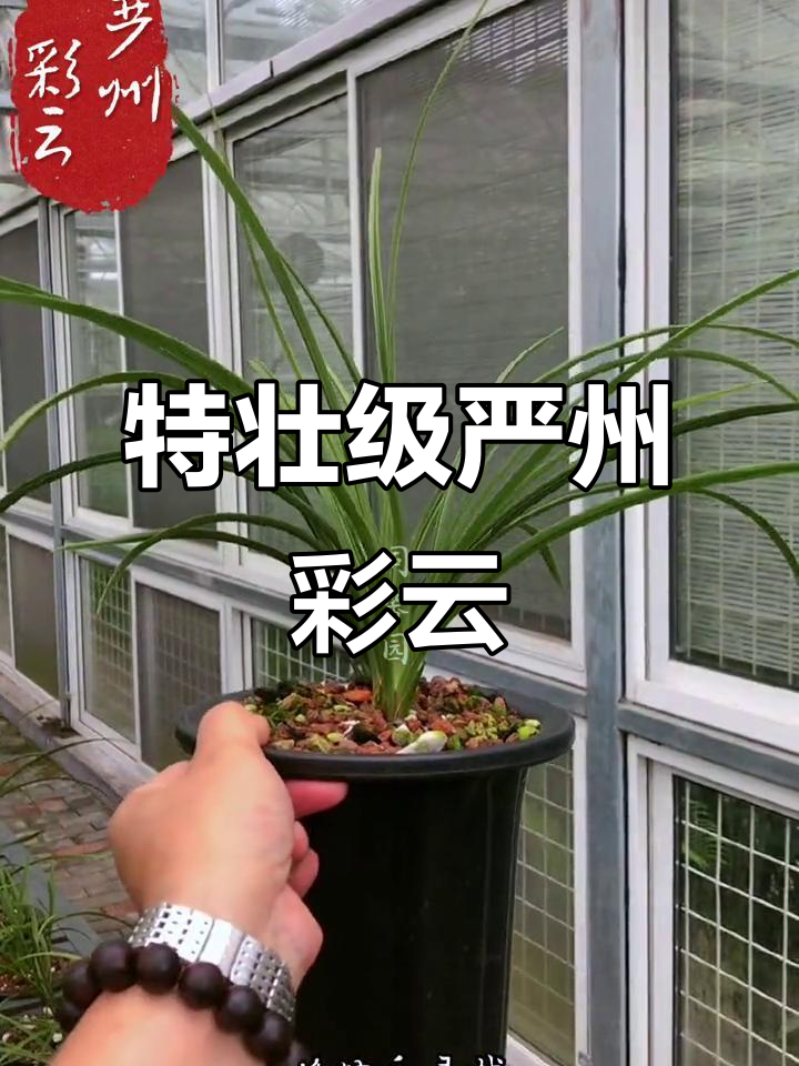 严州彩云:兰花中的大白菜,特壮级品质