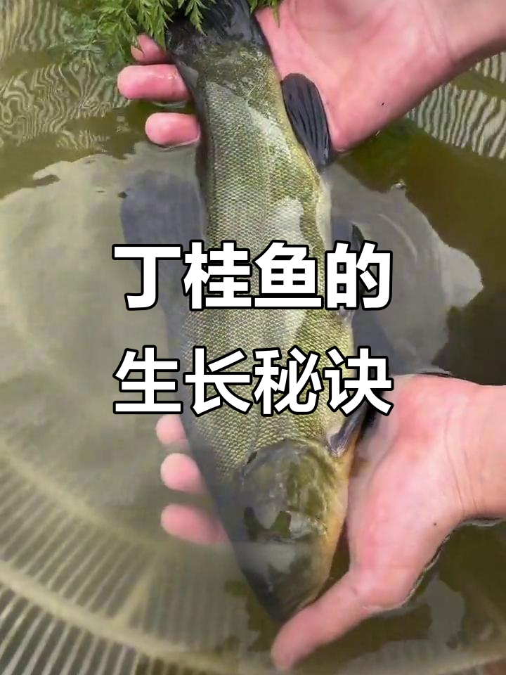 丁桂鱼杂食性强,一年能长两三斤