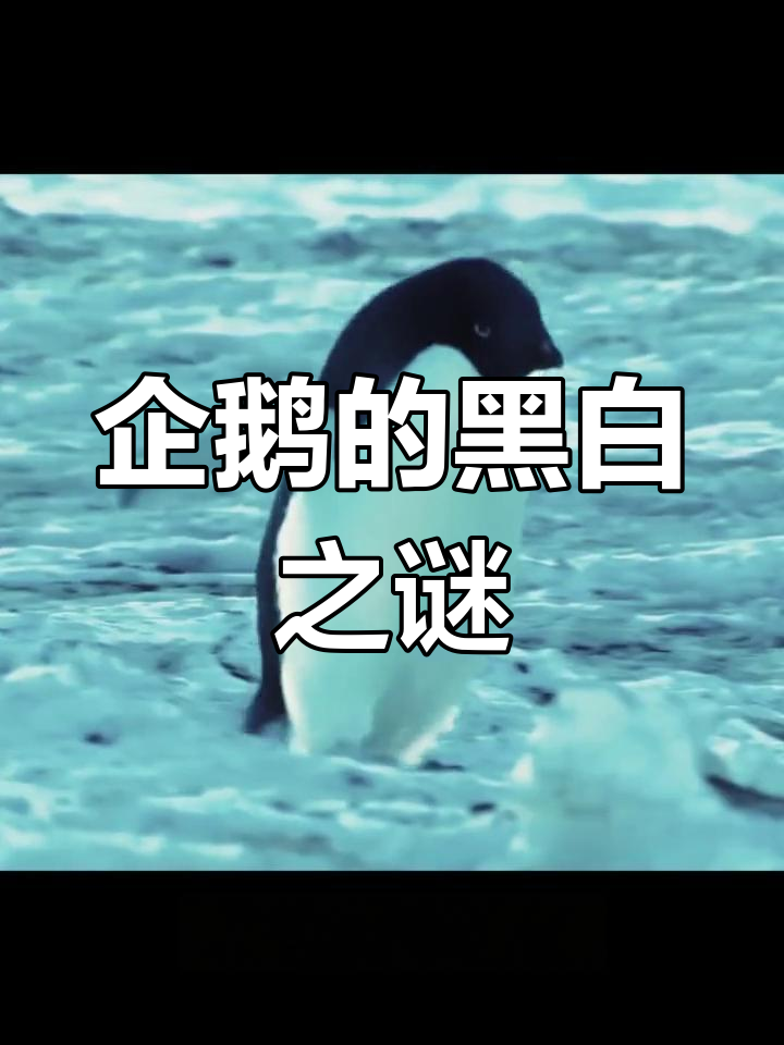 企鹅黑白羽毛背后,隐藏着它的独特生理结构与进化秘密