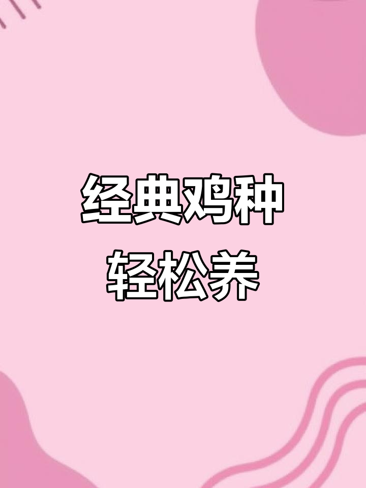 古典鸡养殖技巧:六七个月开始产蛋,三斤半重,南北皆宜