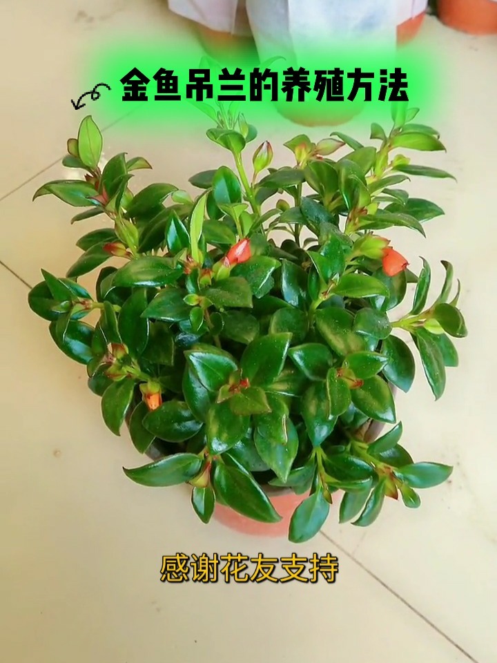 金鱼吊兰怎么让它开花不断?