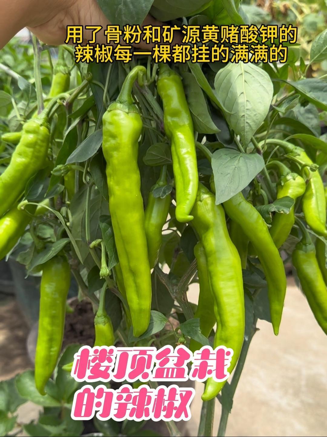 楼顶种菜:用了骨粉和矿源黄赌酸钾的辣椒每一棵都挂果满满 楼顶种辣椒 盆栽辣椒 辣椒种植 辣