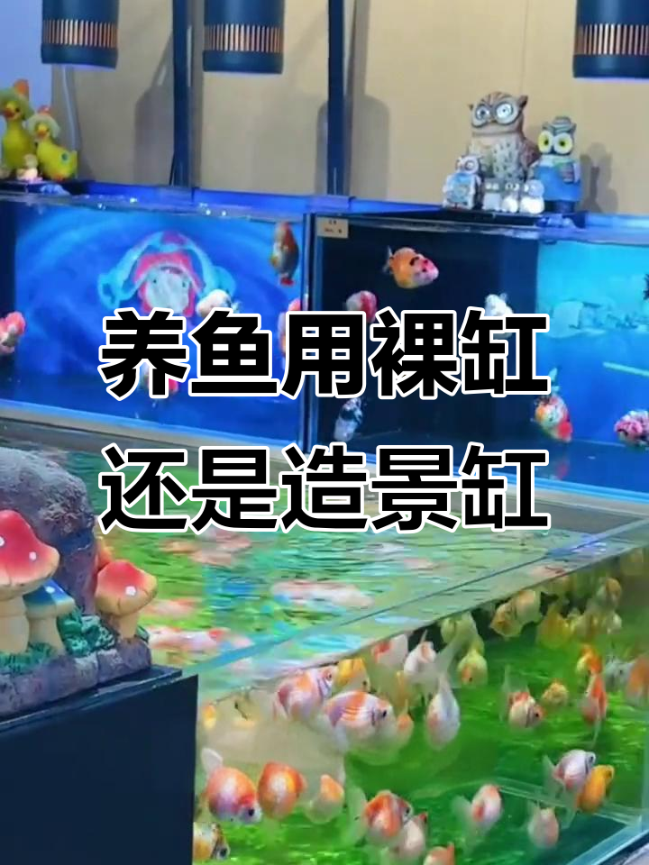 裸缸与造景缸,哪种更适合养鱼?