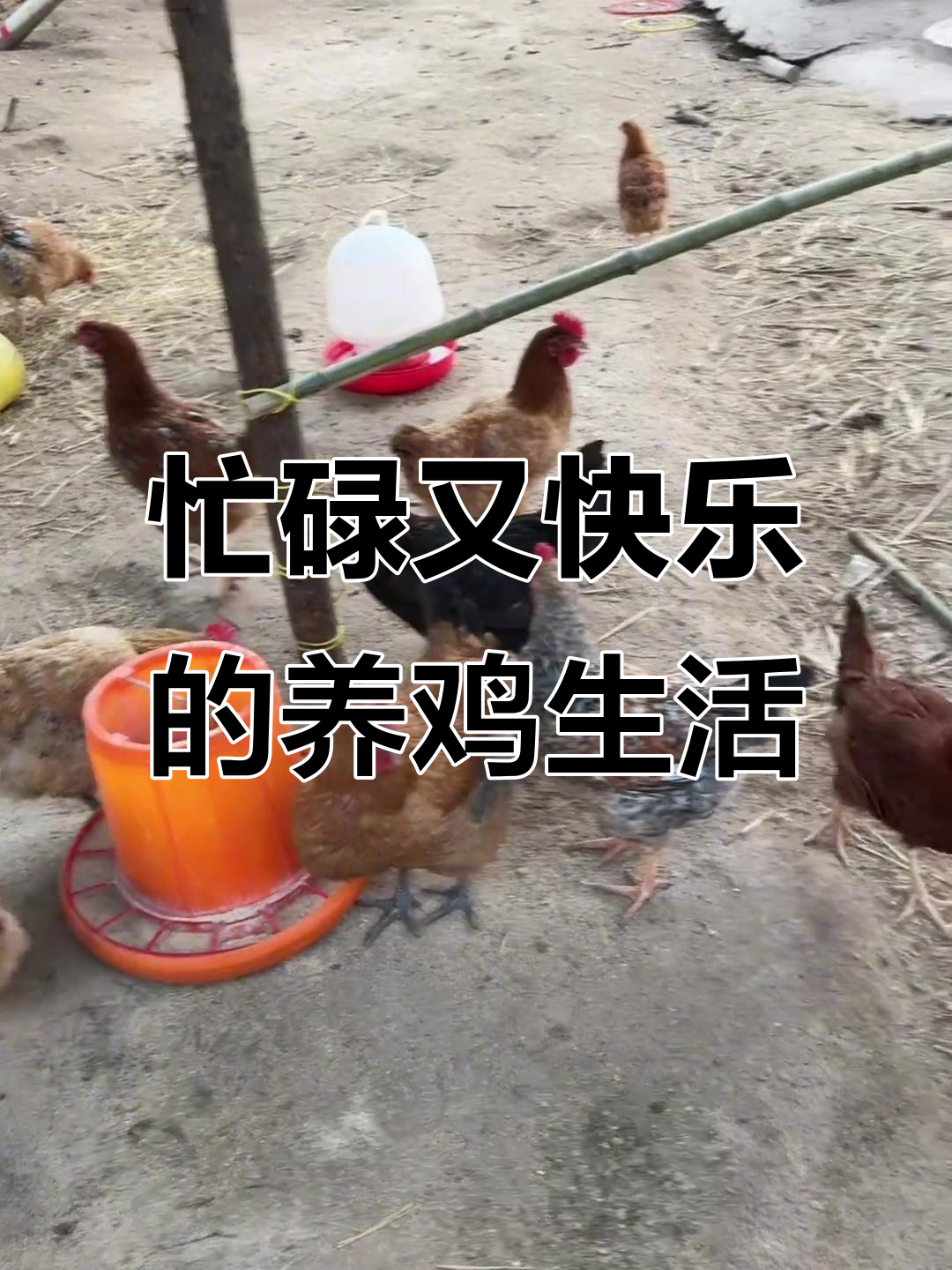 养家禽的辛苦与快乐,六个小鸡仔和五个月的小麻青陪伴我
