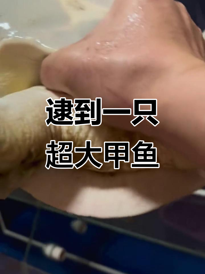 纯野生八斤大甲鱼,今年首次捕获!