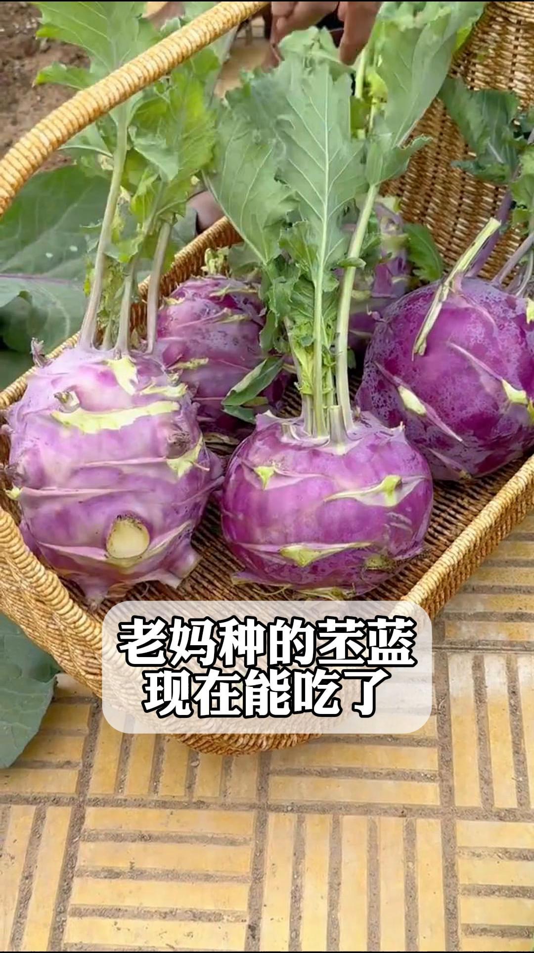 老妈种的苤蓝,现在能吃了