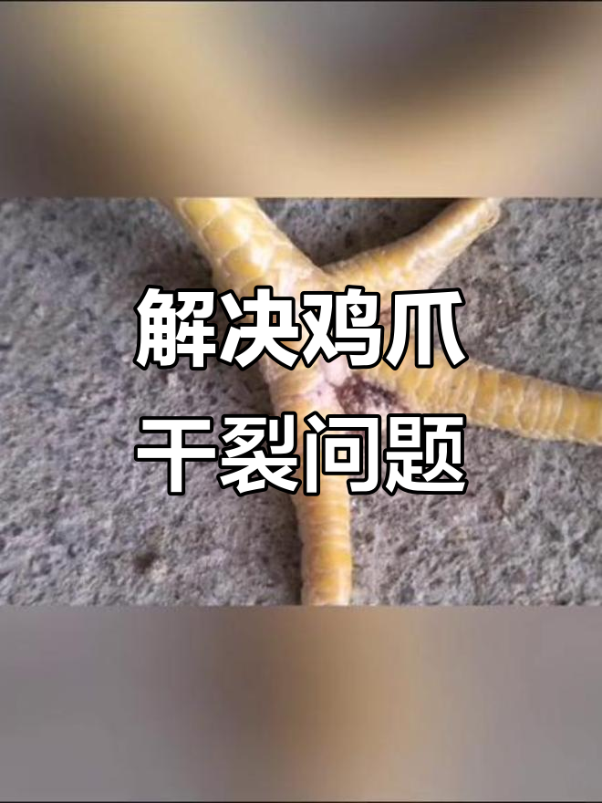 鸡爪子干裂的原因及解决方法