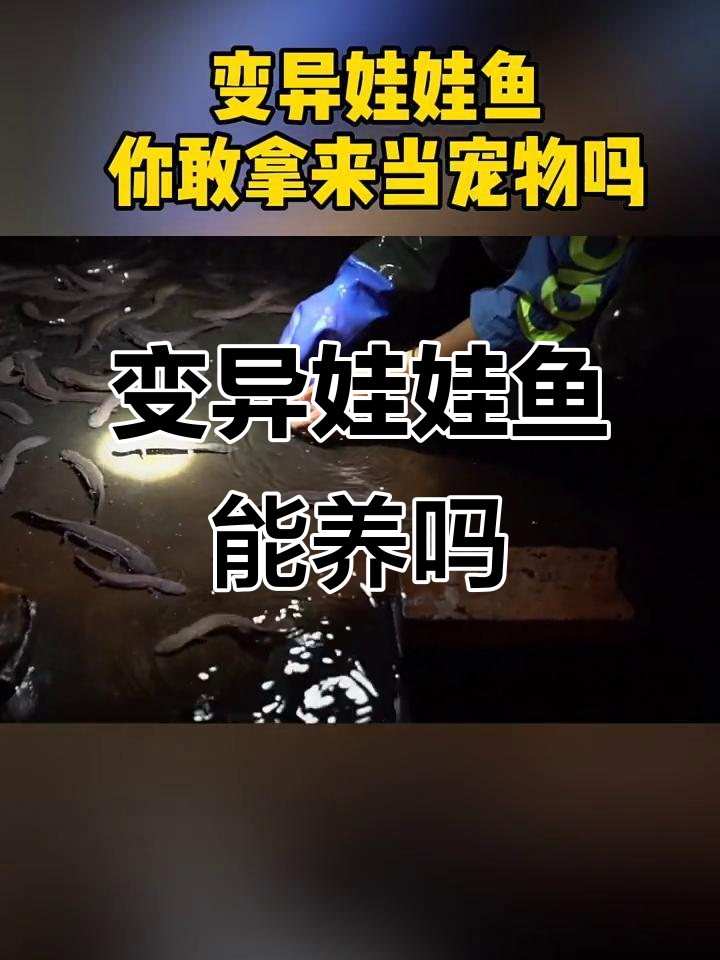 变异娃娃鱼能当宠物养吗?看看这个小白色的变种