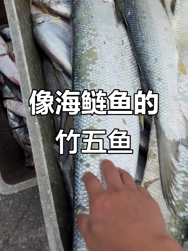 海鲢鱼原来长这样，刺多肉烂，打丸子超适合