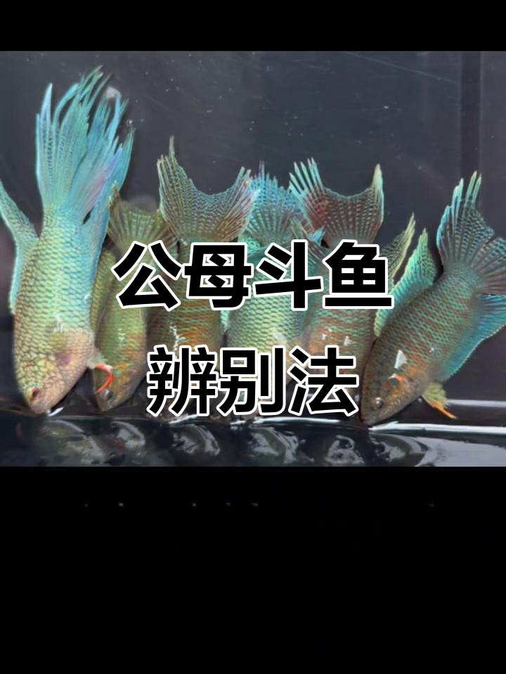 斗鱼公母分辨全攻略,轻松掌握这些技巧