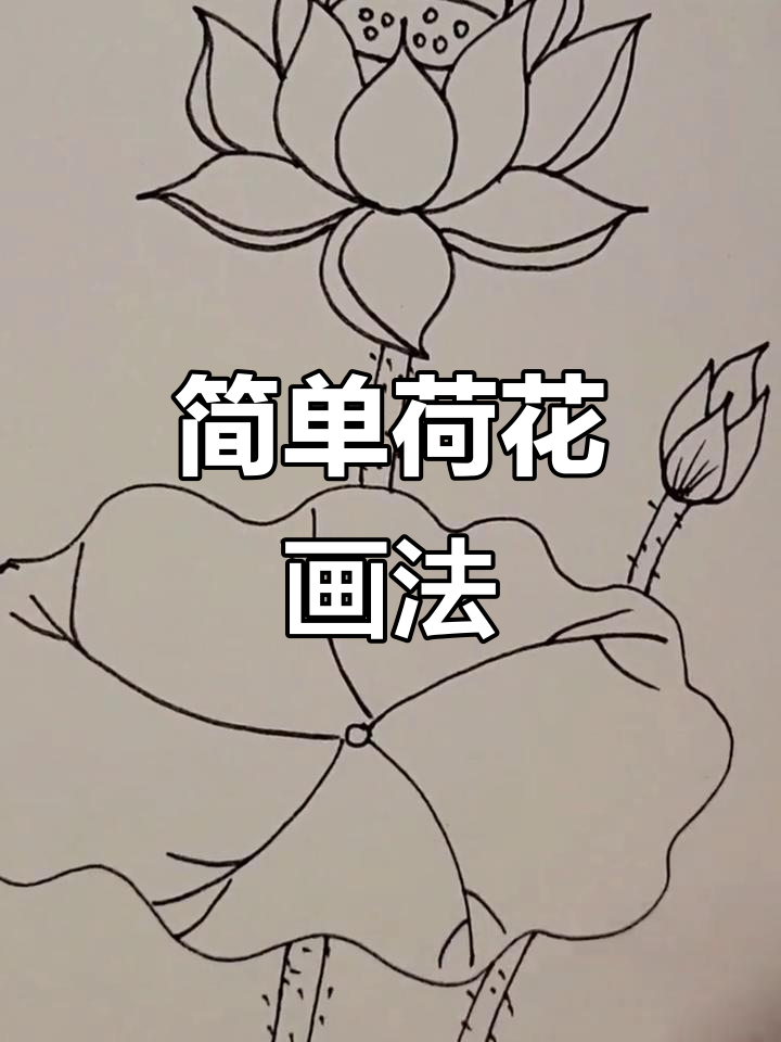 荷花简笔画教程,轻松画出美丽荷叶与花朵