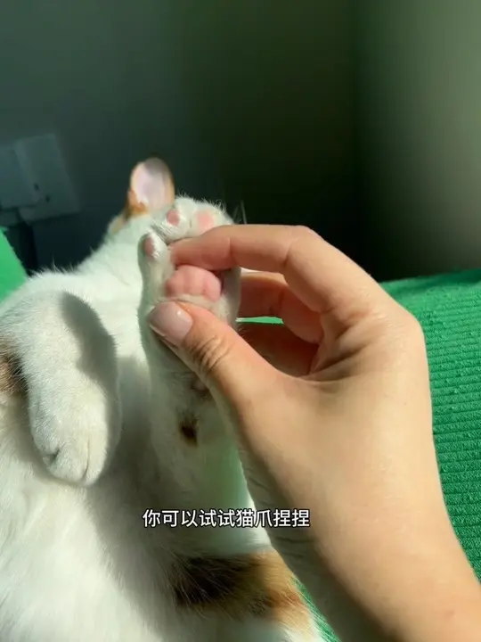 谁定制的猫咪捏捏