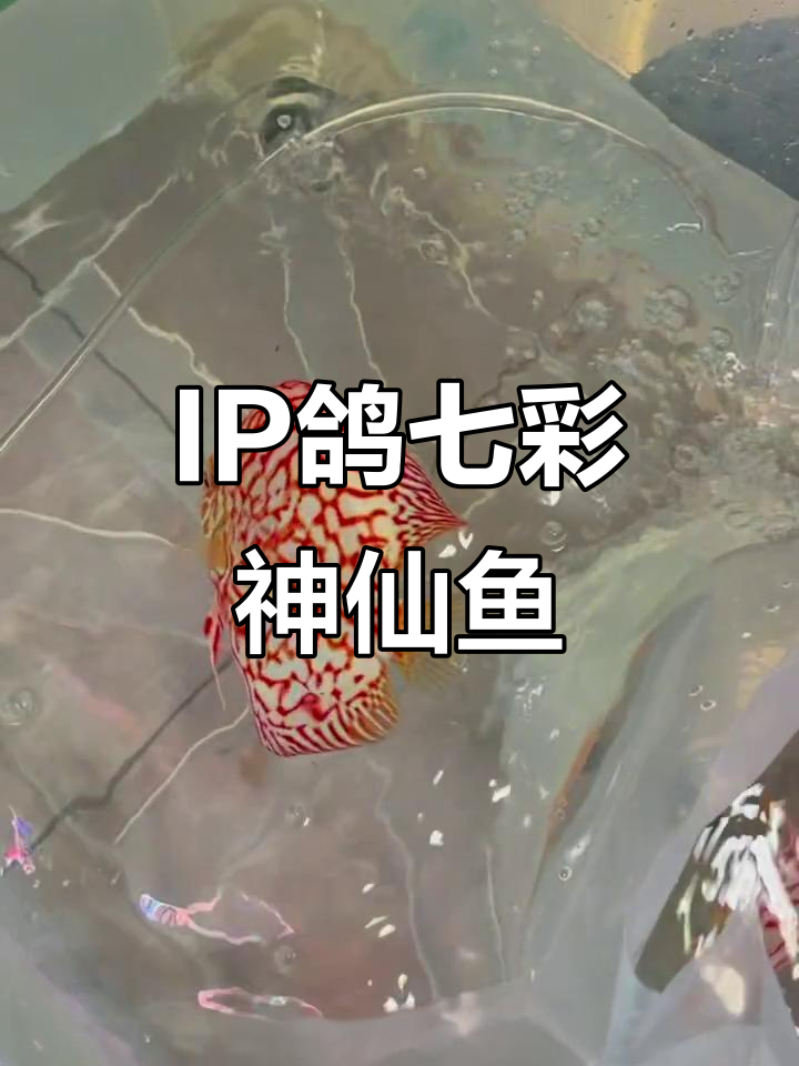 马来西亚IP哥七彩神仙鱼，雪白身躯与深邃纹路惊艳登场