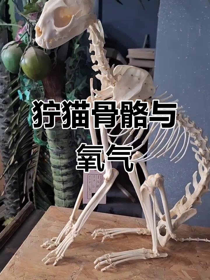 狞猫骨骼标本揭秘,看这氧气如何影响生活