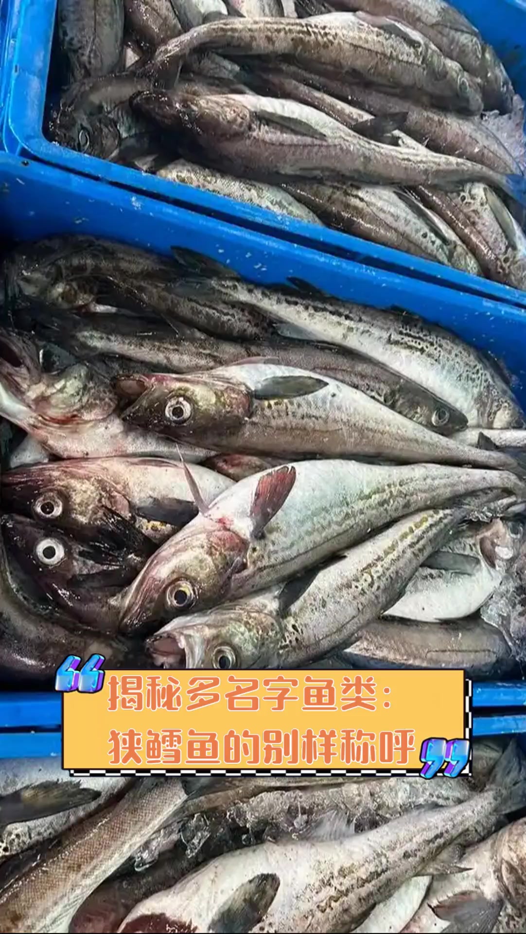 揭秘多名字鱼类:狭鳕鱼的别样称呼