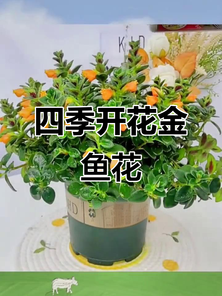 金鱼花吊兰:四季常绿,室内观花的理想选择