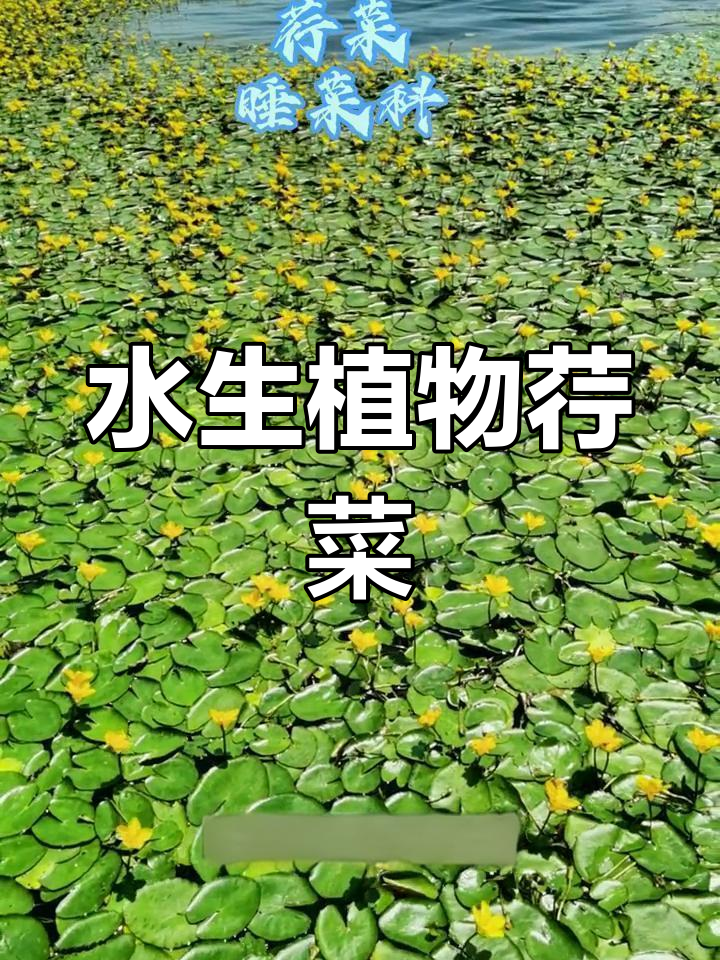 荇菜:水面上的净化使者