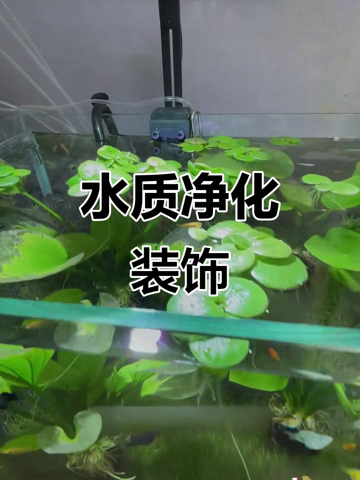 鱼缸造景,提升水质,室内外皆宜,龟虾共赏