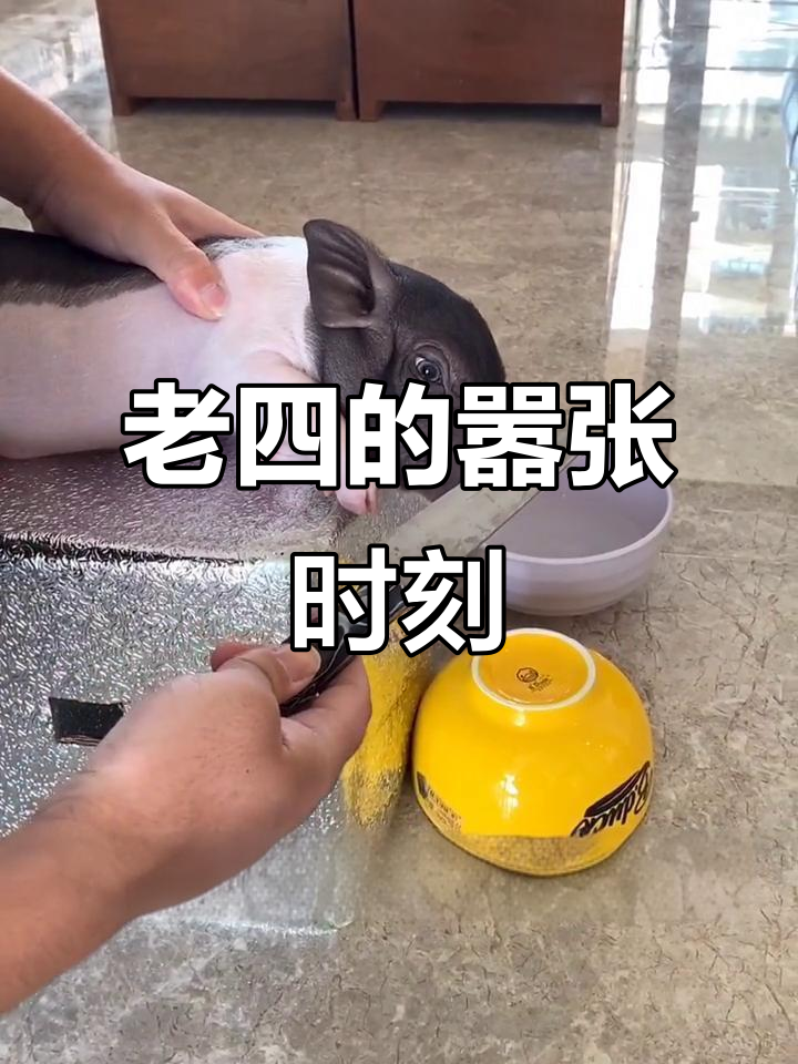 猪肉太贵了,老四被教训了!