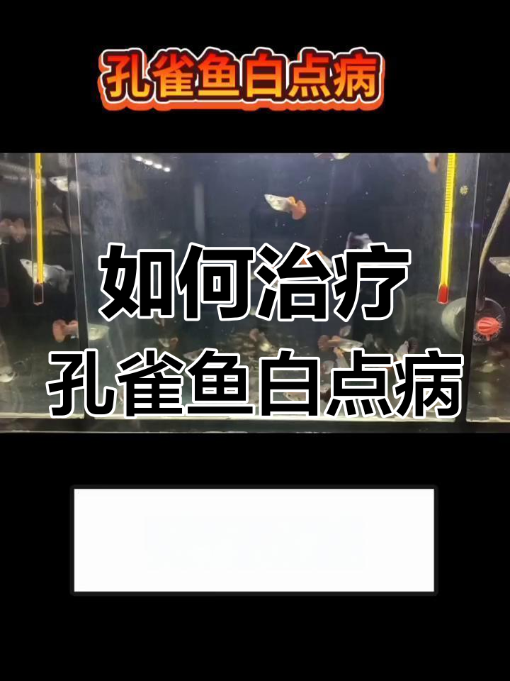 孔雀鱼白点病原因及治疗方法