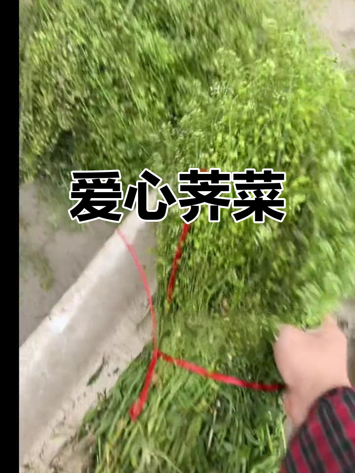 荠菜长势喜人,爱心形状让人忍不住心动!